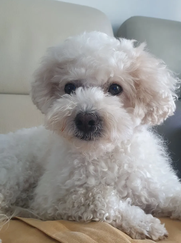 똘똘이 강아지