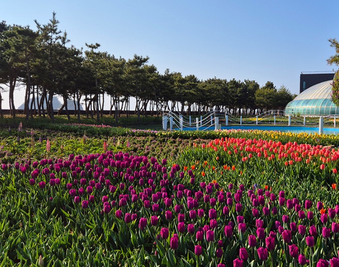 태안 튤립축제 기간 입장료 할인