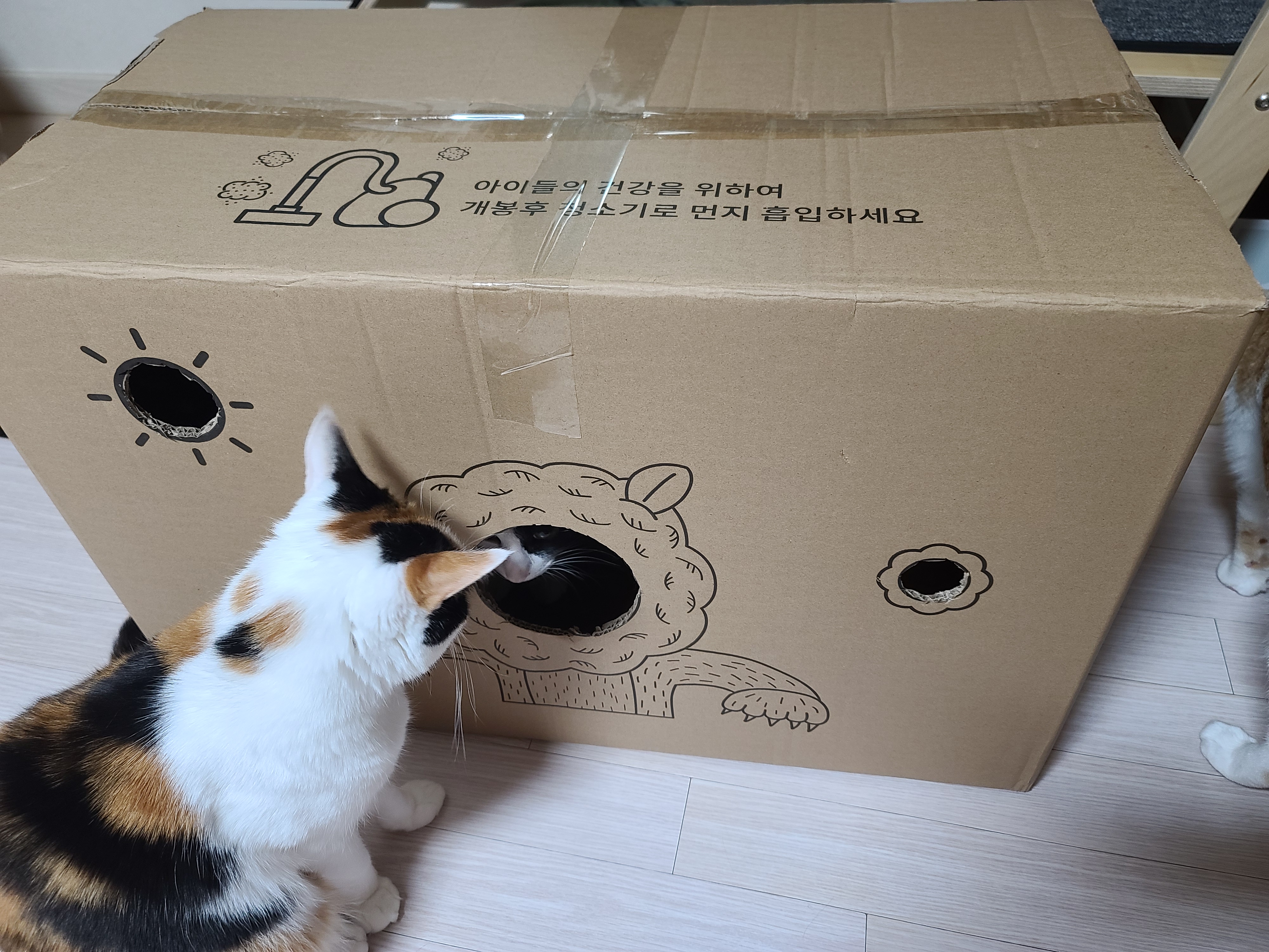 고양이들에게 귀여운 박스놀이터가 생겼다.(feat.가성비 좋은 고양이장난감)