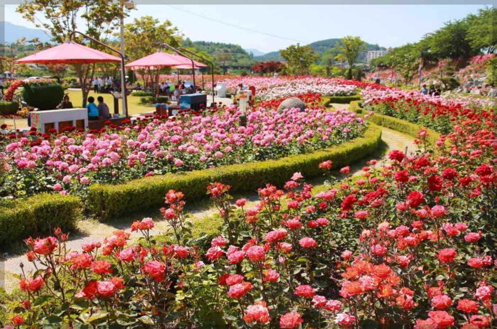 삼척장미축제 일정 주차정보 행사내용 주변관광지[총정리]