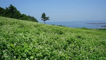 부안 수성당 유채꽃 히든스팟 개화시기_6