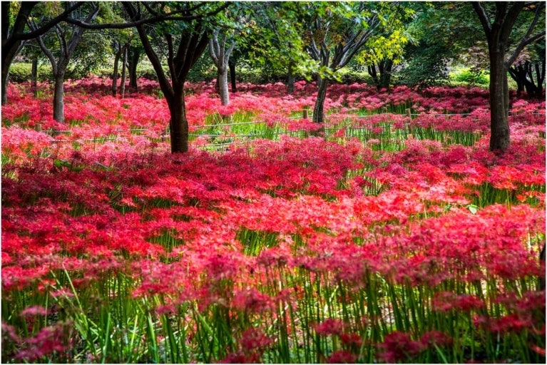 2025 불갑사 상사화 여행코스 사진
