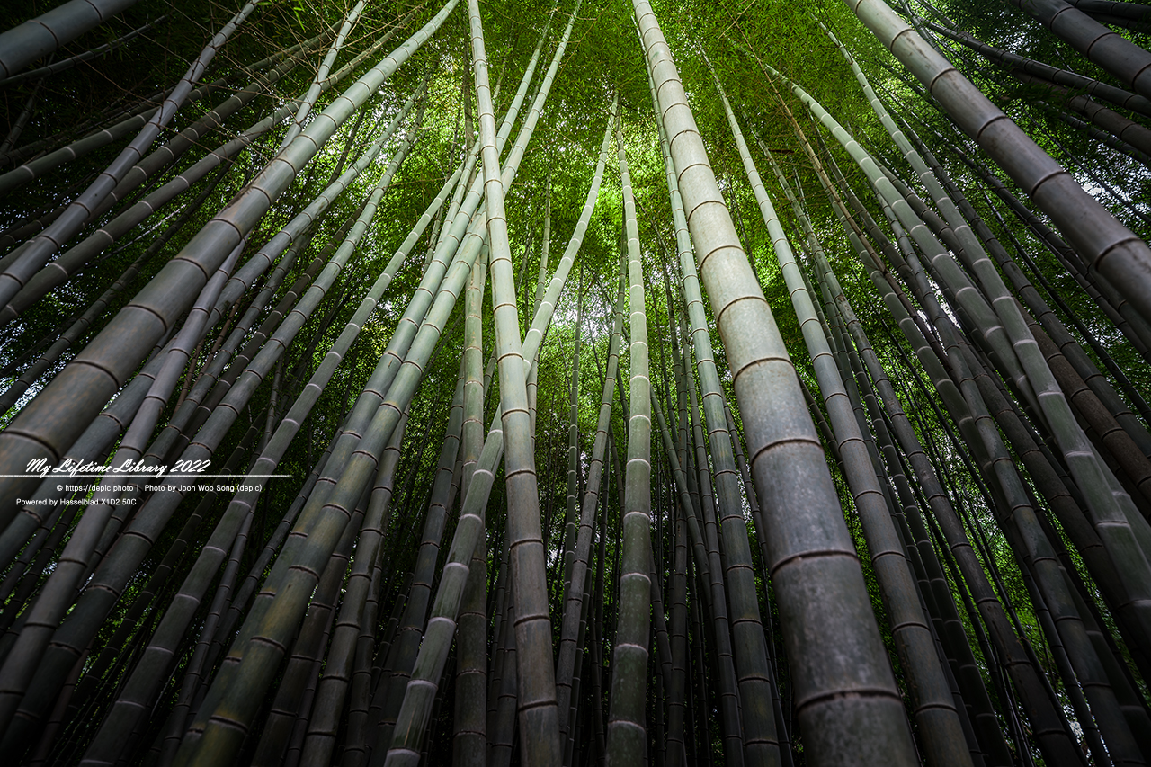 #제주 #상효원 #대나무 #숲 #2022제주여행