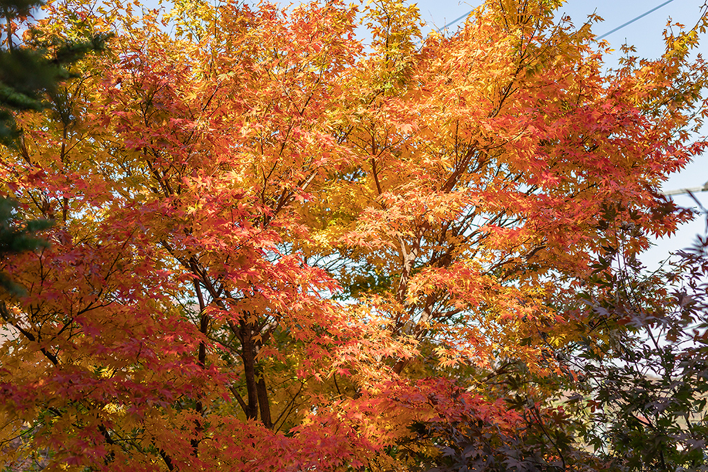 혜화문
성북동
한양도성길
백악구간
서울여행
서울단풍
가을단풍
단풍
성벽
와룡공원