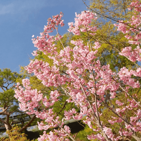 화담숲 예약하기 예매 꿀팁 봄 모노레일 가격