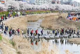 도봉벚꽃축제 기본일정과 프로그램 그리고 초대가수 소개(부활 김희재 노브레인 출연)