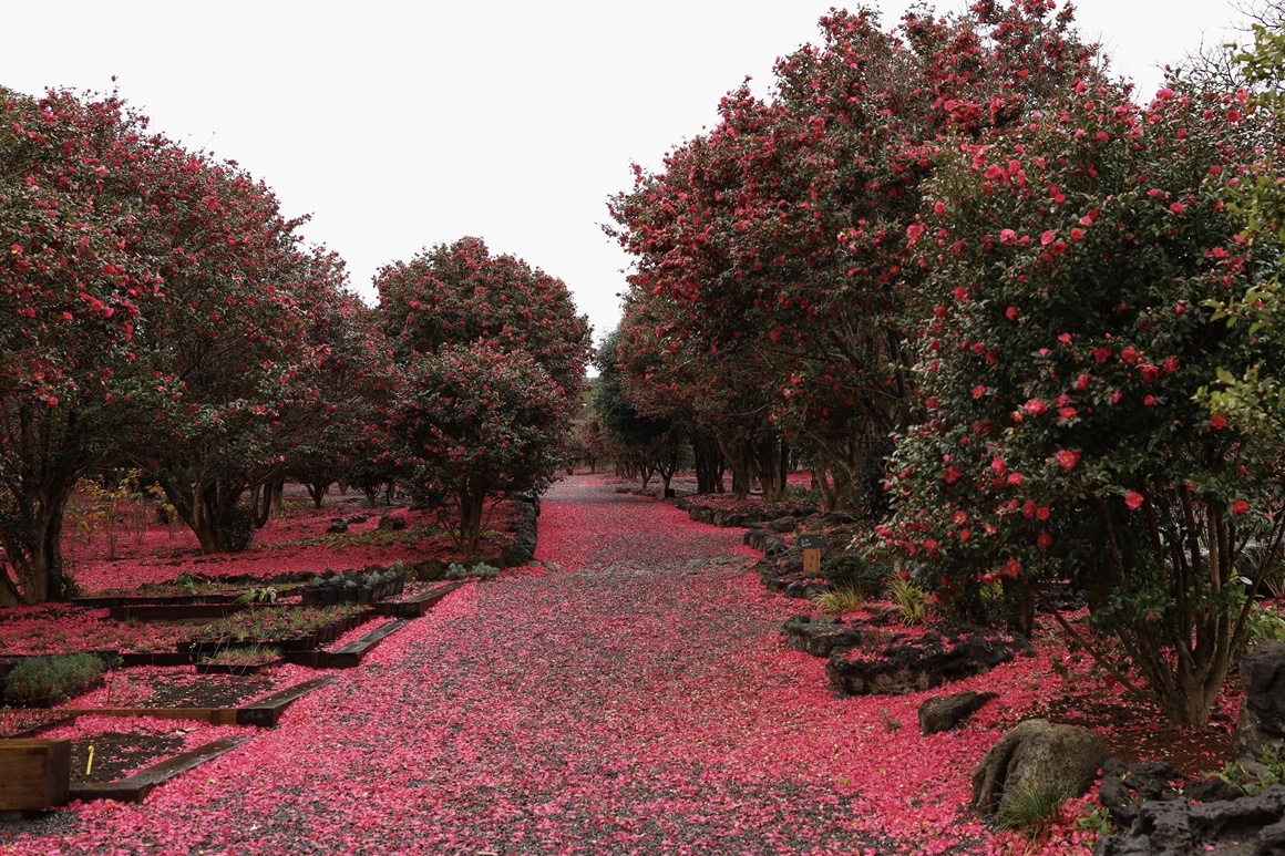제주도 비행기표 싸게 사는법 총정리 : 땡처리 항공권 & 가격비교 꿀팁