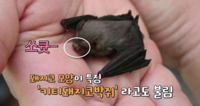 돼지코 모양을 가진 뒤영벌박쥐