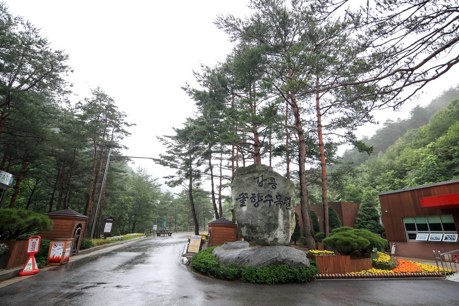 강릉 솔향수목원 관람 가이드｜전시 구성&middot;산책 동선&middot;계절별 차이&middot;이용 정보 총정리
