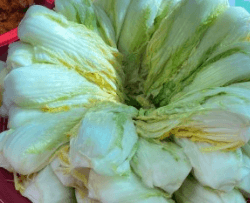 김장 배추 고르는 방법