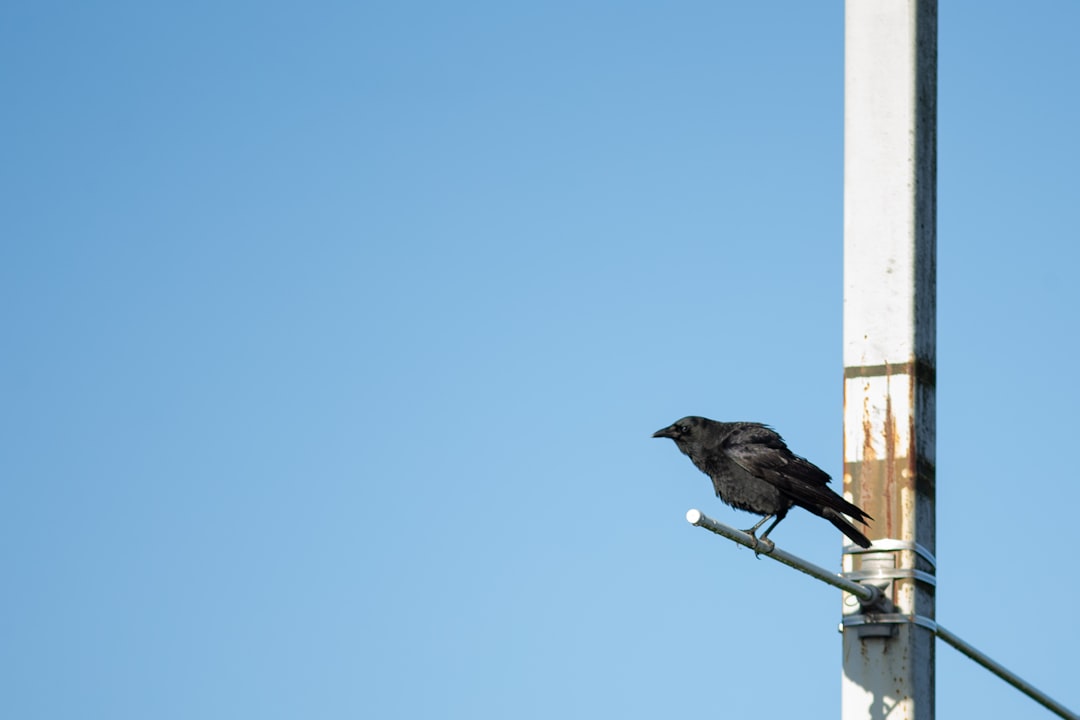 spy