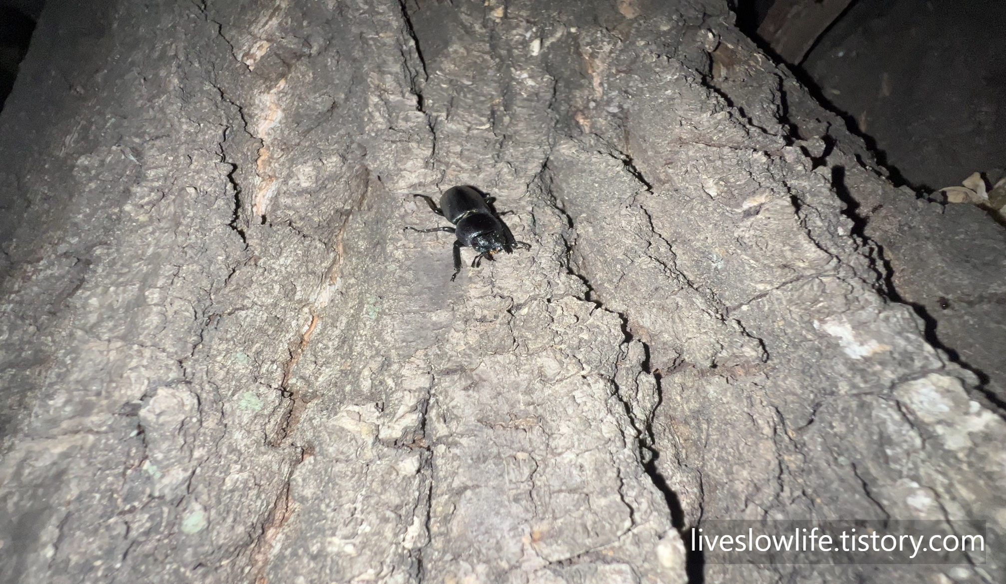 나무 위에 놓아주자 올라갔다가 다시 방향을 돌려 아래로 쳐다보는 애사슴벌레 암컷