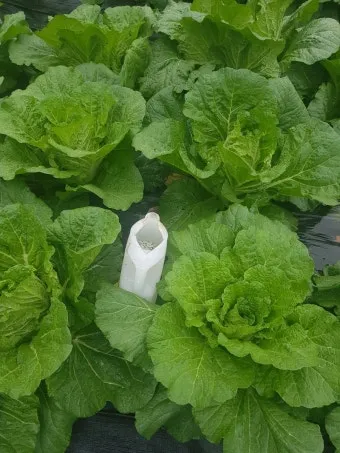 김장배추 웃거름비료 주는시기와 방법을 안내_11