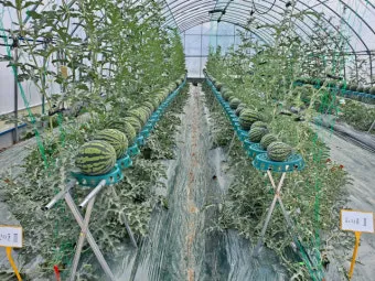 수박 재배 접목 선택 순 따기 당도 올리기_4