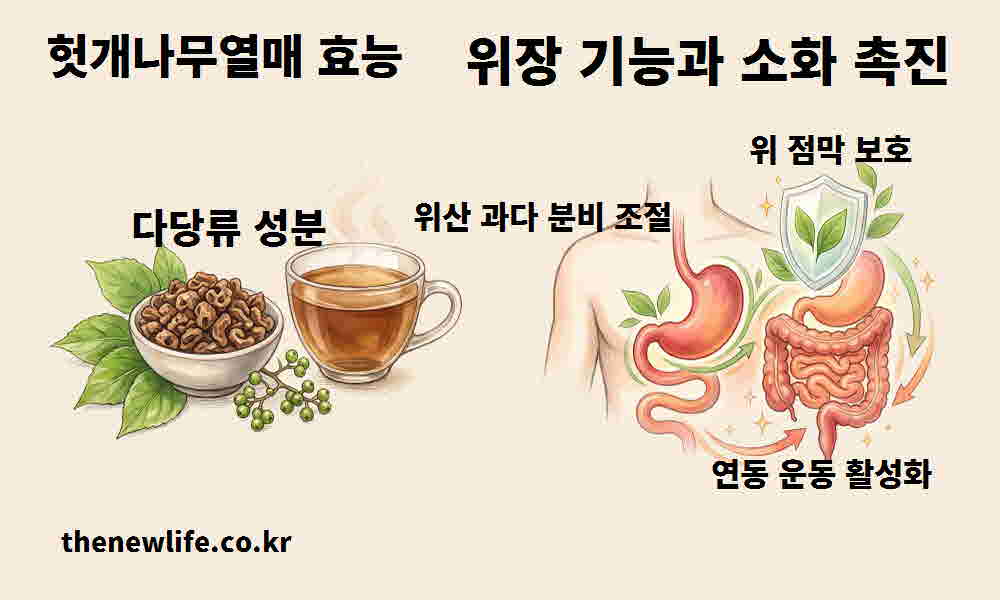 헛개나무열매 효능 위장 기능 소화 촉진