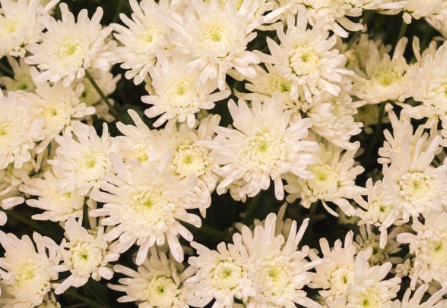 꽃축제 가서 찍은 예쁜 사진