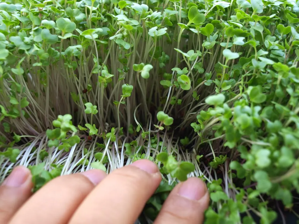 새싹브로콜리 재배 트레이 파종 물 관리 영양 풍부_1