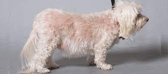 강아지 쿠싱증후군 증상, 원인, 치료 알아보기