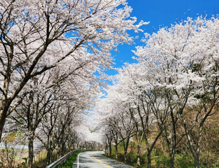전남벚꽃 명소