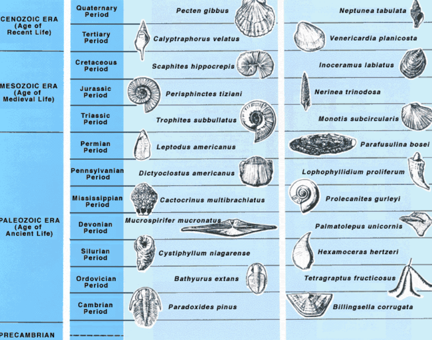 화석 관련 사진