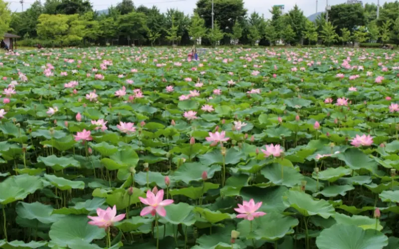 양평 세미원 연꽃축제_9