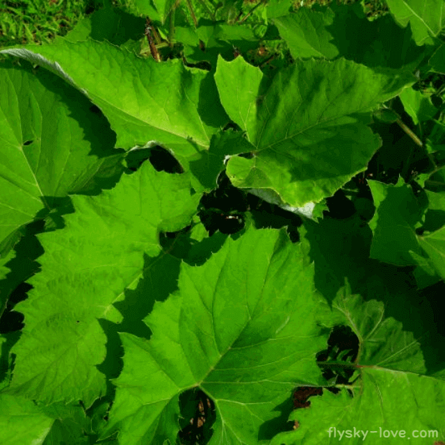 독소 배출에 효과적인 수리취