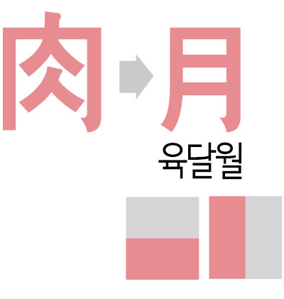 肉(고기 육)→月 (육달월 월)