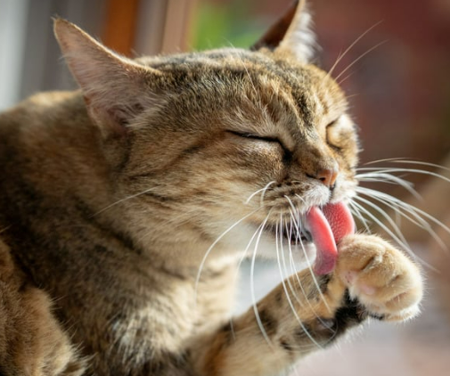 고양이가 털 핥는 이유, 단순한 습관일까? 오버 & 언더 그루밍의 위험 신호!