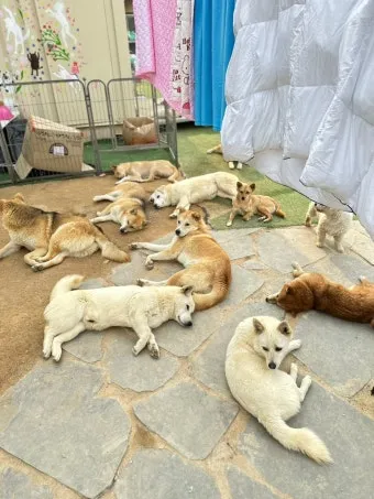 유기동물보호센터 갈 곳 잃은 천사들 희망 이야기_4