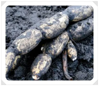 연근 재배 연못 재배 물 수위 관리 비료 주기_10