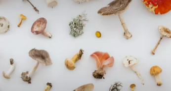 비타민D 많은 음식