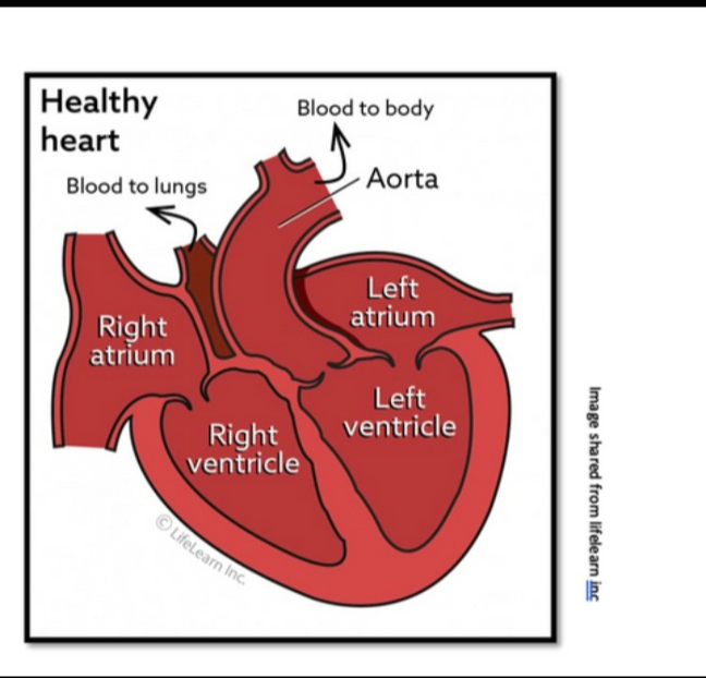 노령견 심장병 전조증상 (초기에 발견하는 보호자 체크 포인트)