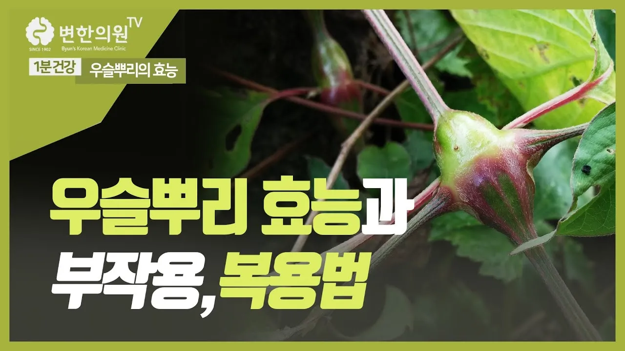 우슬뿌리 효능 부작용 먹는법 건강 활용 팁_1