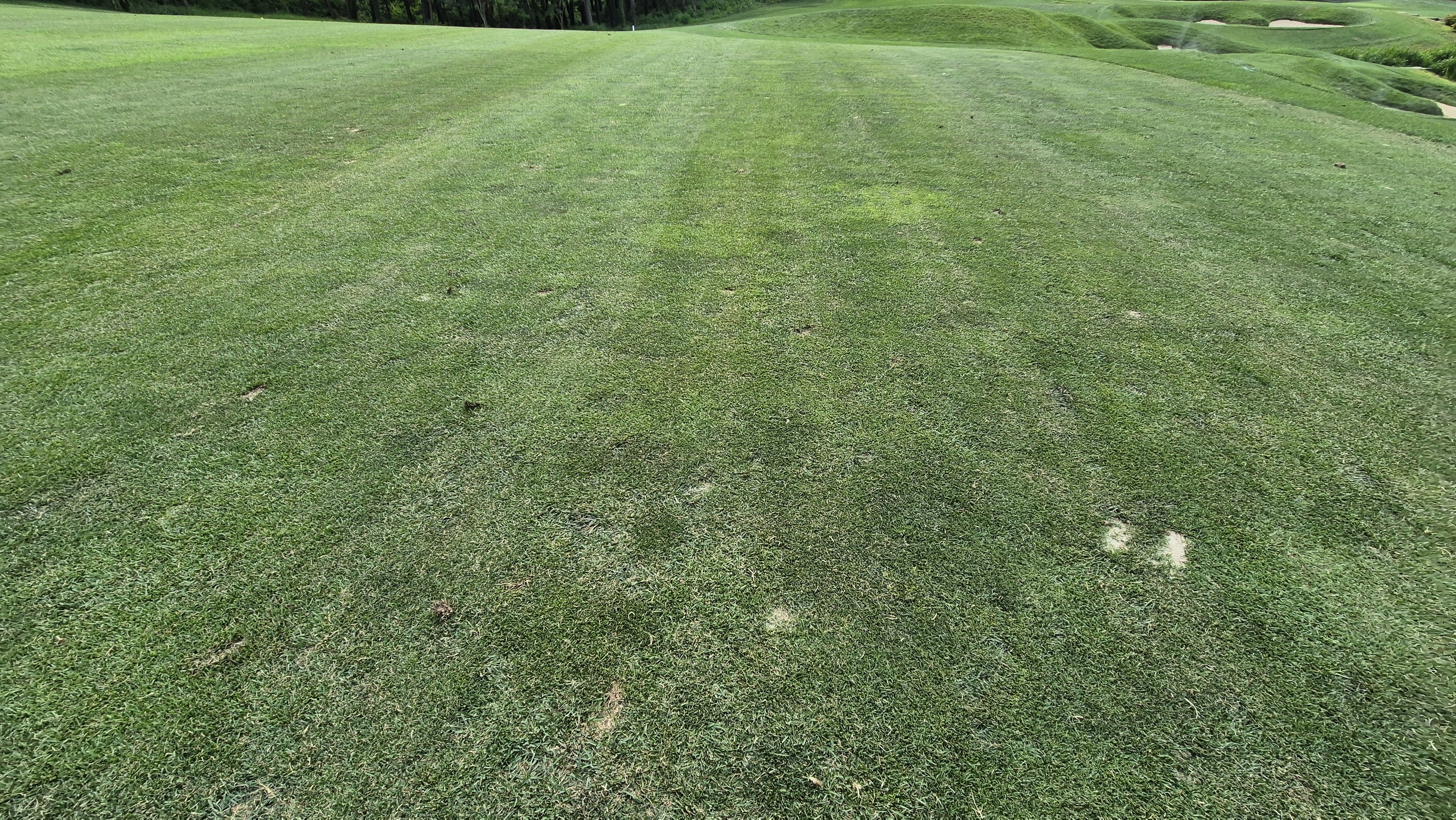 파인리즈cc 라운드 후기