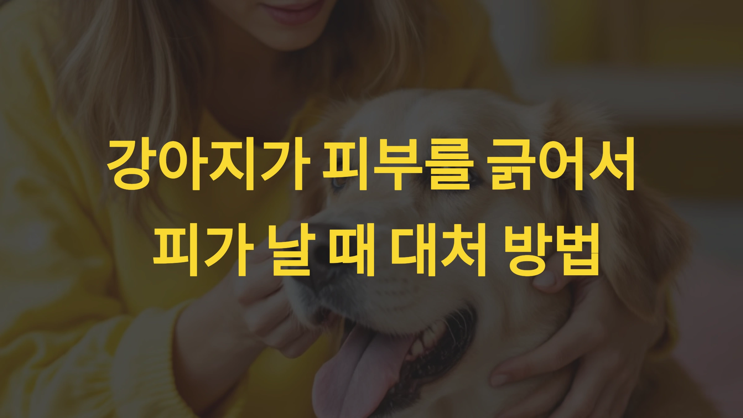 강아지가 피부를 긁어서 피가 날 때 대처 방법