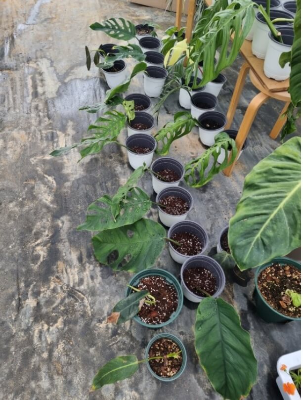 여러가지 식물을 삽목했습니다.
내년 봄이 기대됩니다.