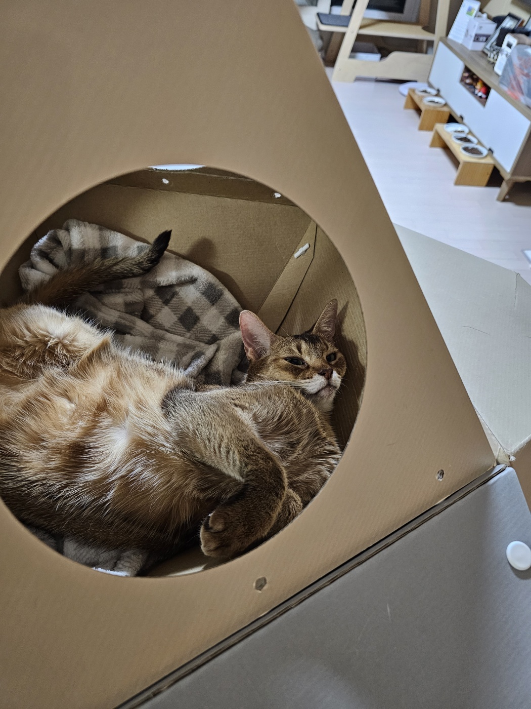 딸만 편애하는듯한 남집사의 사진 결과물.. (feat. 딸 루디와 아들 막둥이)