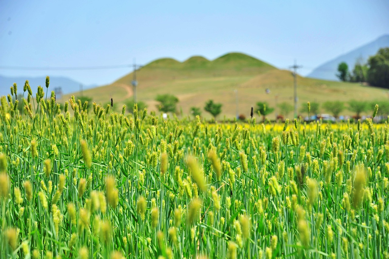 2026년 음성 부동산 정보 관련 사진