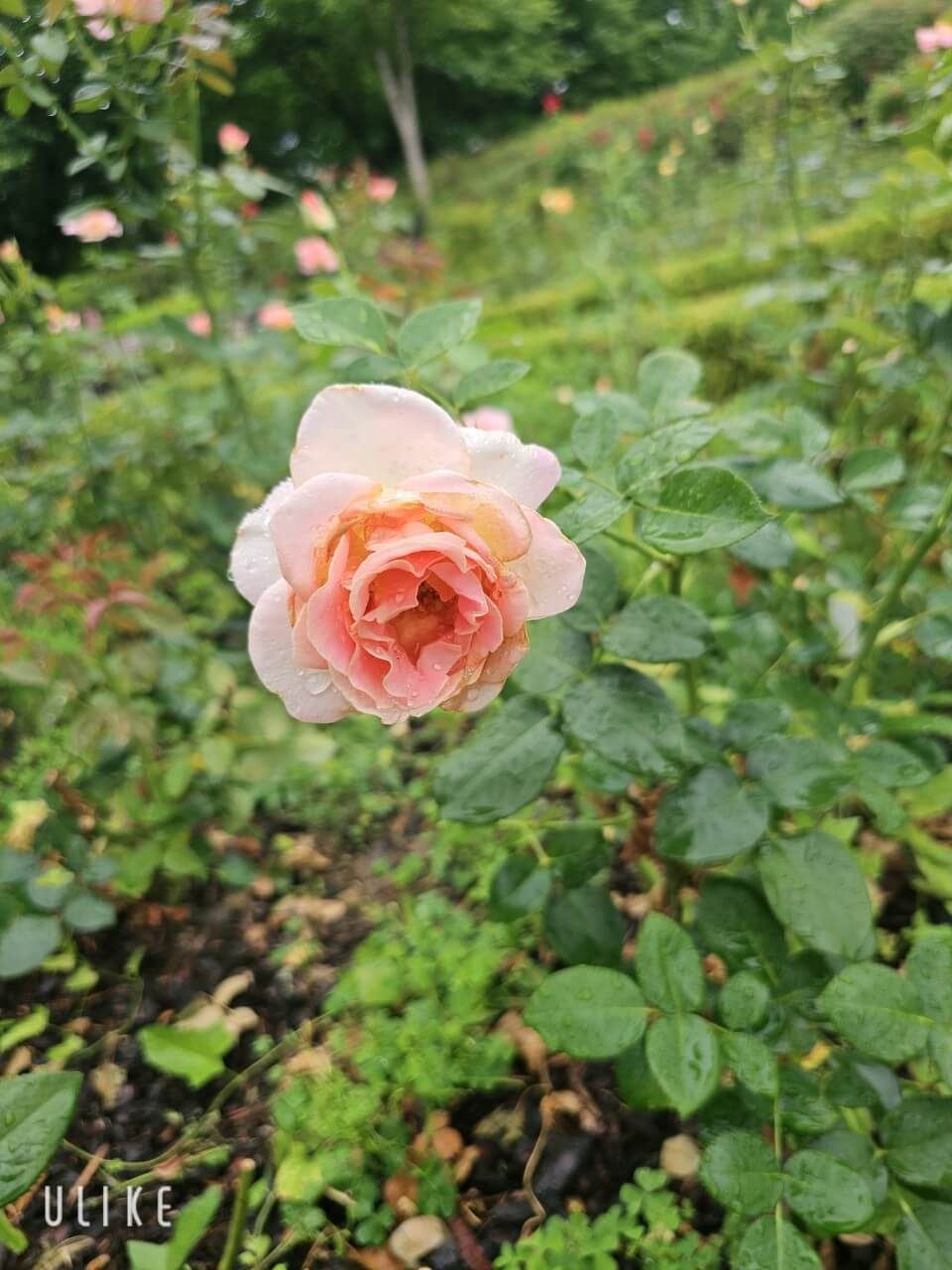 장애인 정치대표성 확대 해외사례