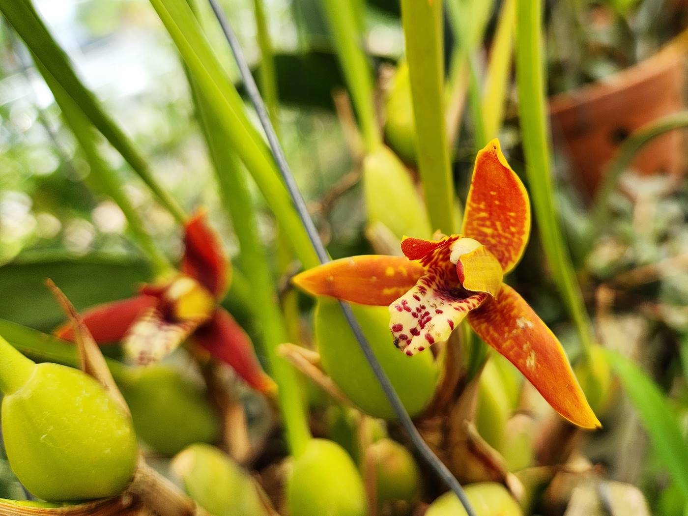 막실라리아 Maxillaria