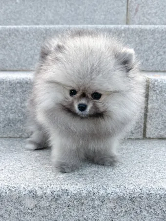 포메라니안 가격 성격 털빠짐 수명 미용_22