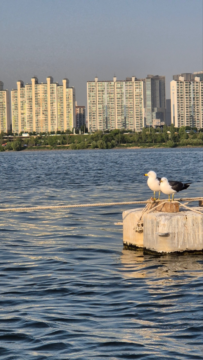 커플 갈매기 하위 2