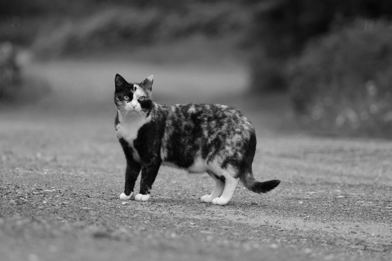 고양이 흑백 사진