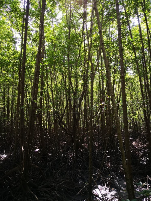 코타키나발루 습지 센터