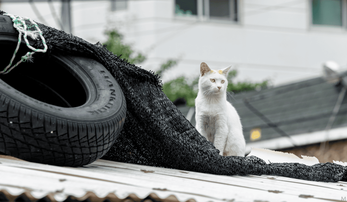 타이어와고양이