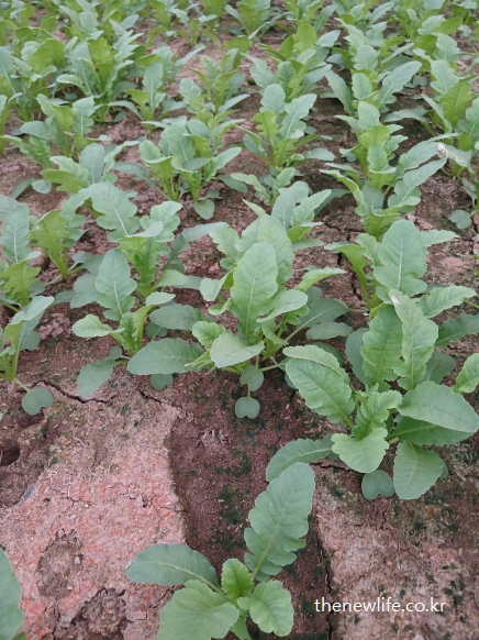 비옥한 흙에서 자라는 어린 열무 잎의 건강한 생장 모습