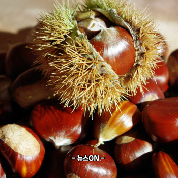 냉동밤 삶는 방법