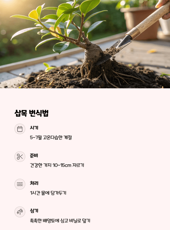 인삼 벤자민