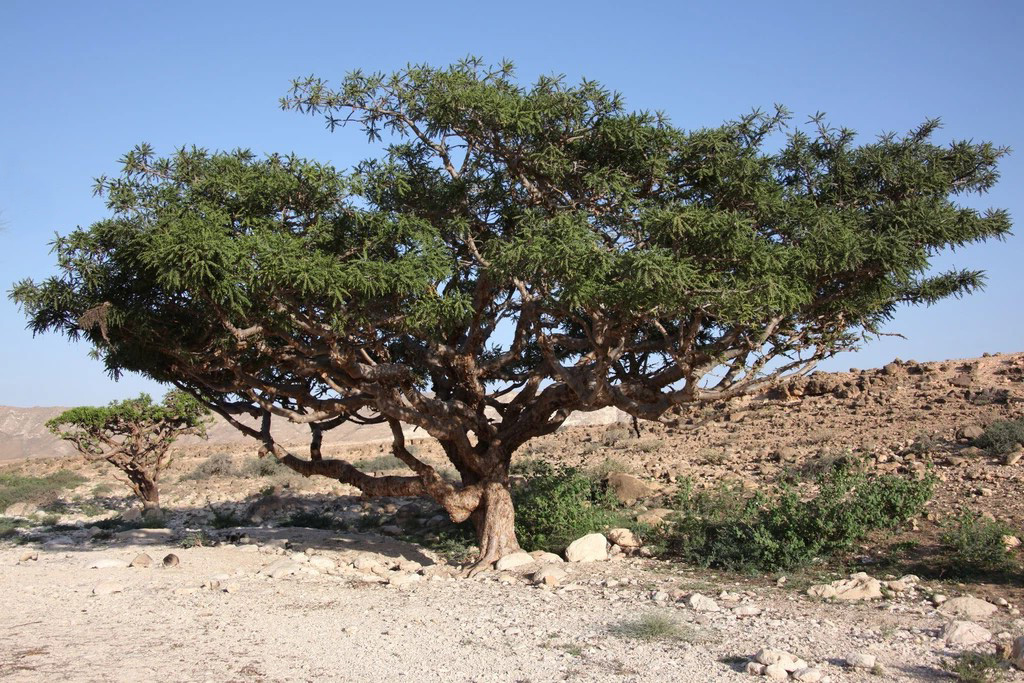 보스웰리아 효능 부작용 (4주 섭취 후기)