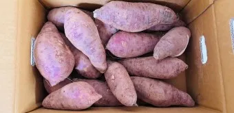 고구마 생고구마 칼로리 고르는 방법_22